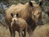 Africa Nature Animals (9)